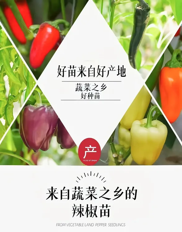 穴盘辣椒秧苗薄皮椒朝天椒小米辣甜椒螺丝椒庭院阳台农田易活高产