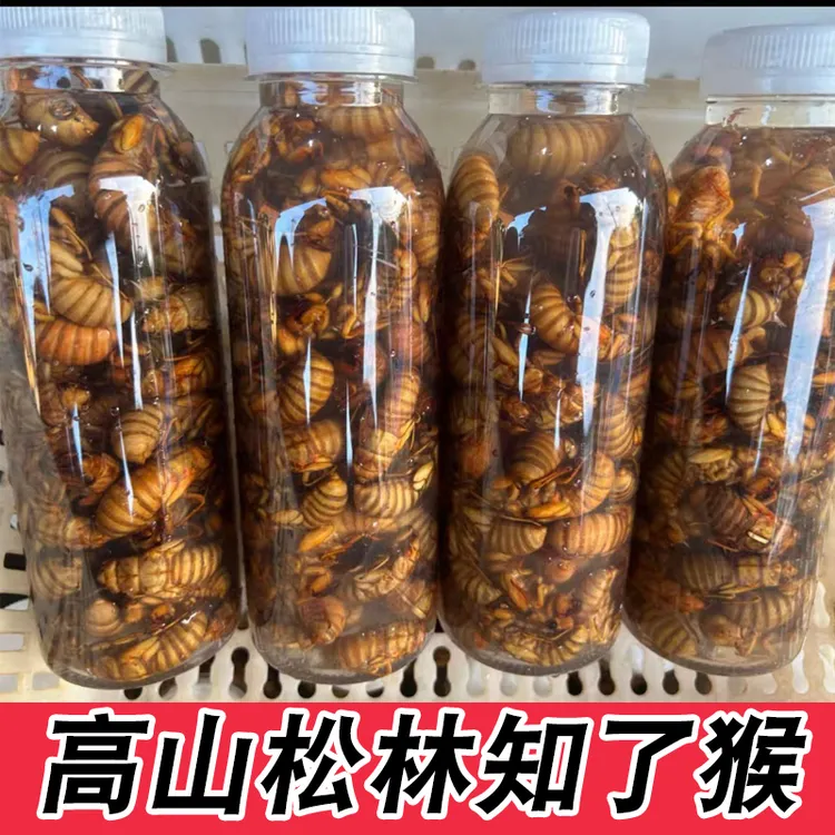 高山野生金蝉知了猴爬叉猴知了肉蛋50只100只顺丰包邮
