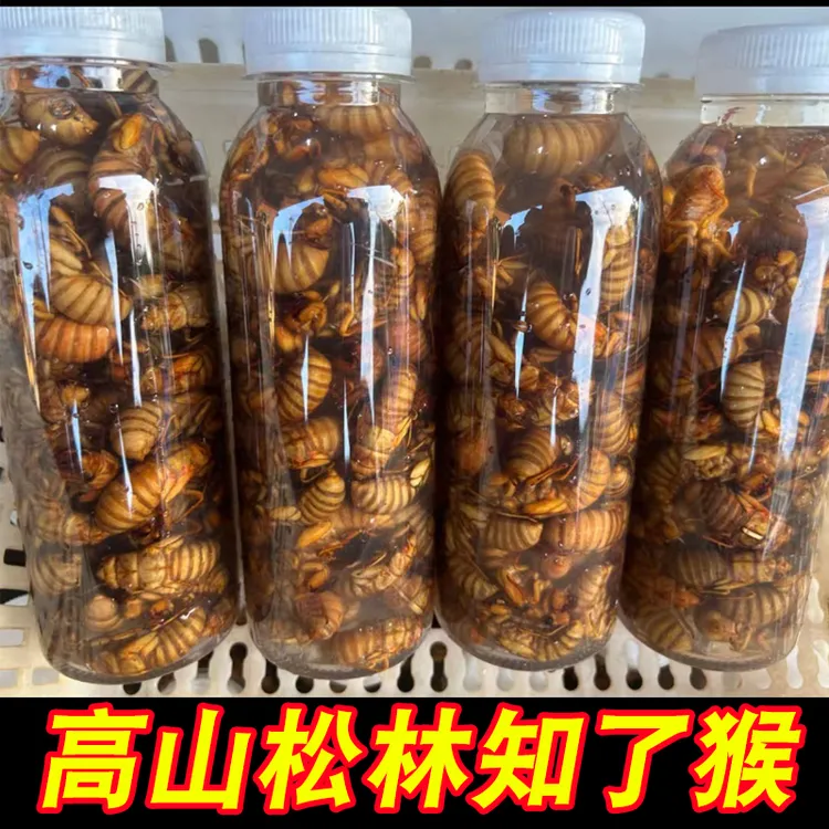 高山松竹林野生金蝉知了猴爬叉猴知了肉蛋50只100只顺丰包邮