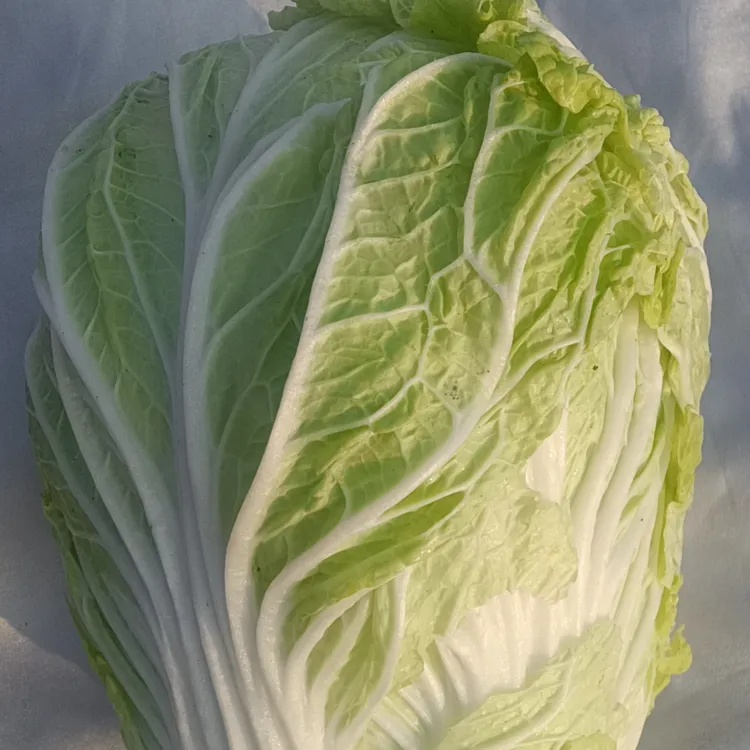 河南杞县地头大白菜