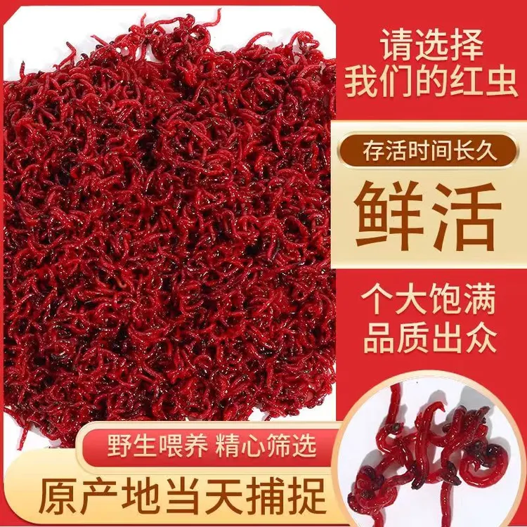 鲜活红虫大号活体活饵拉饵喂鱼野钓鲫鱼饵垂钓新鲜六角恐龙便宜