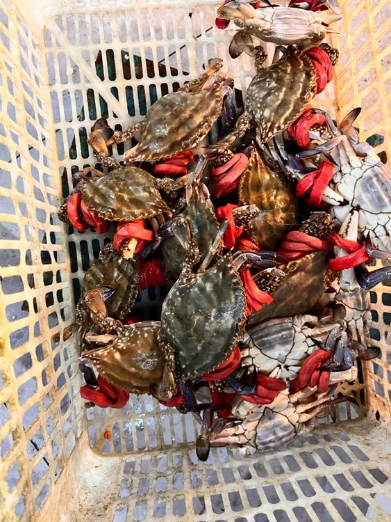 现捞海捕鲜活梭子蟹