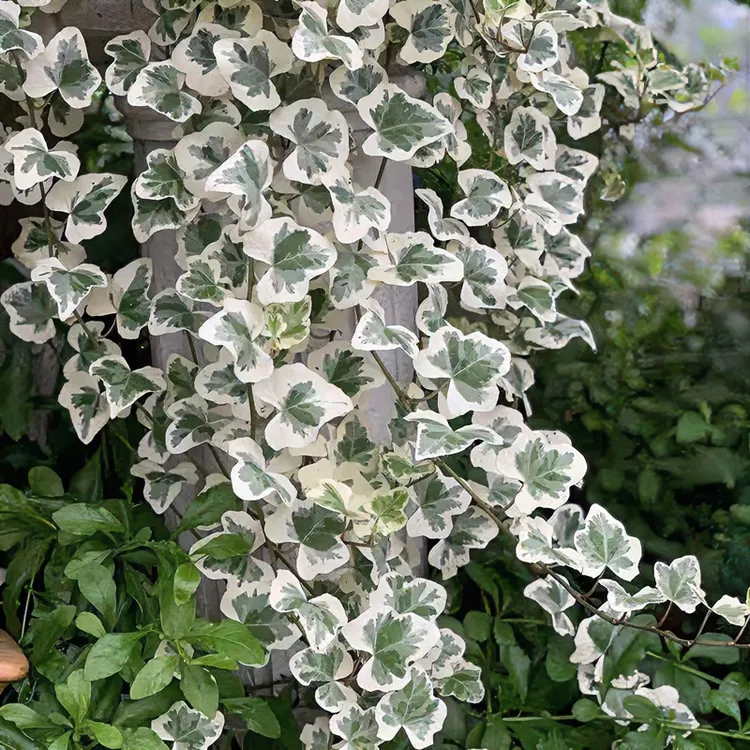 玫颜雪莹常春藤日本雪萤常春藤常青藤绿植爬藤办公室家庭盆栽长青