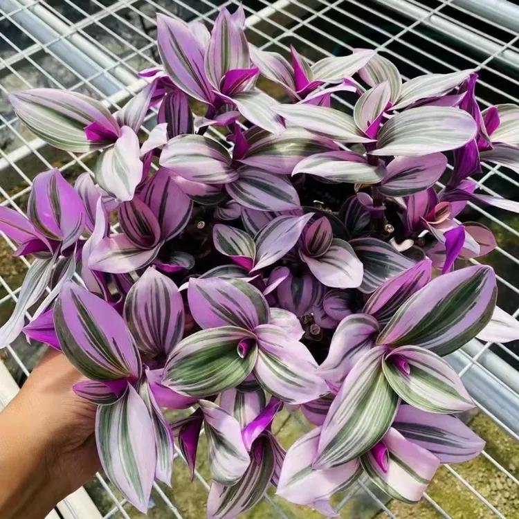 玫颜油画婚礼吊兰室内好养植物吊兰锦盆栽女生办公桌绿植好看简约