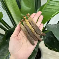 长白山 原产地 精选高丽参-WX