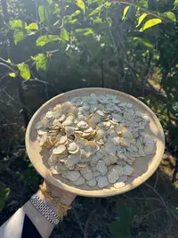 元气四宝茶 长白山原产地 足年西洋参软质片 100g/250g/500g-XY
