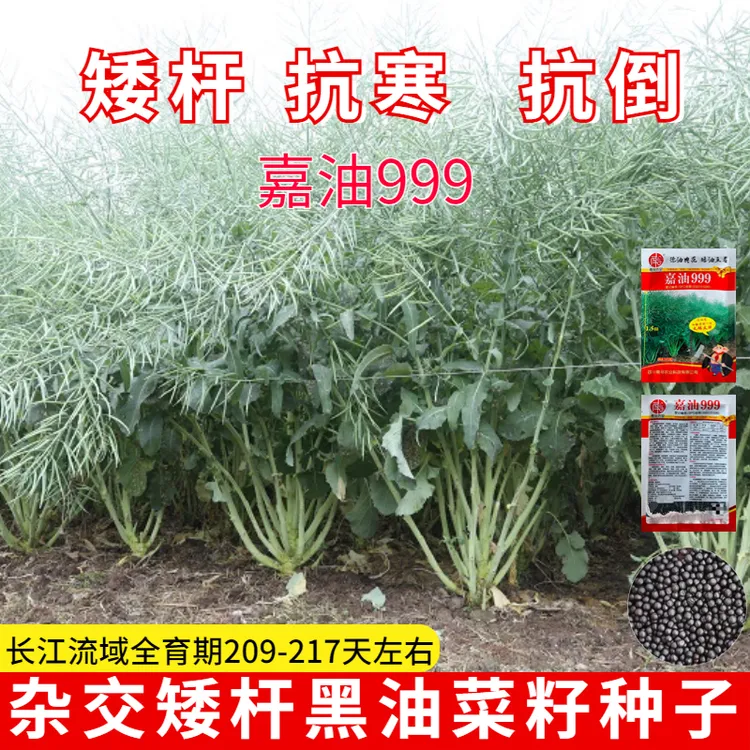 嘉油999杂交油菜种子矮杆实心杆抗倒伏黑油菜种籽高产榨油好品种