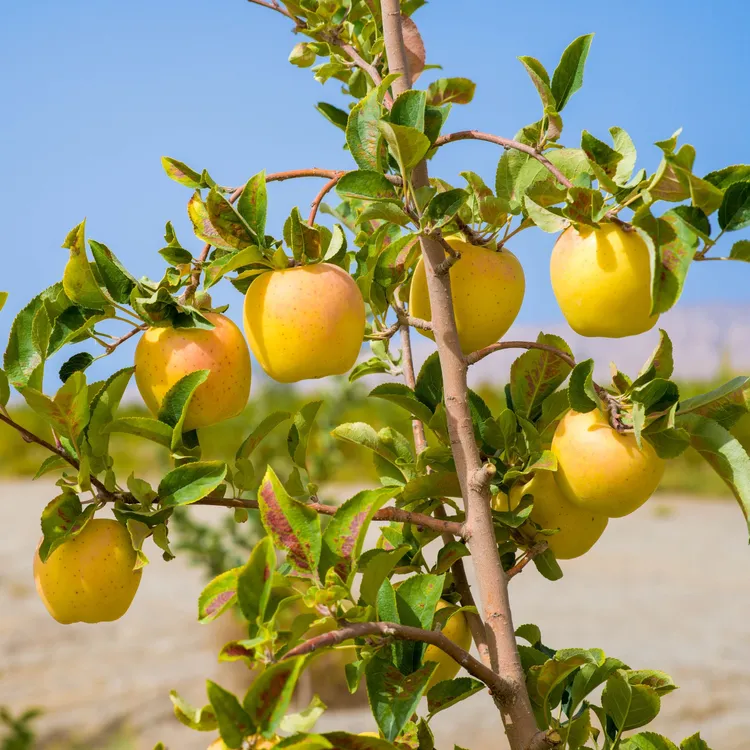 【姑墨庄园】阿克苏天雪金苹新疆有机维纳斯黄金苹果包邮新鲜水果
