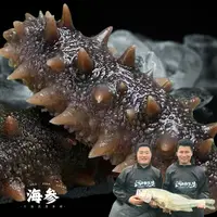 【参王】俩好先生海鲜鲜食即食海参冷冻刺参每斤8-10头品质保证