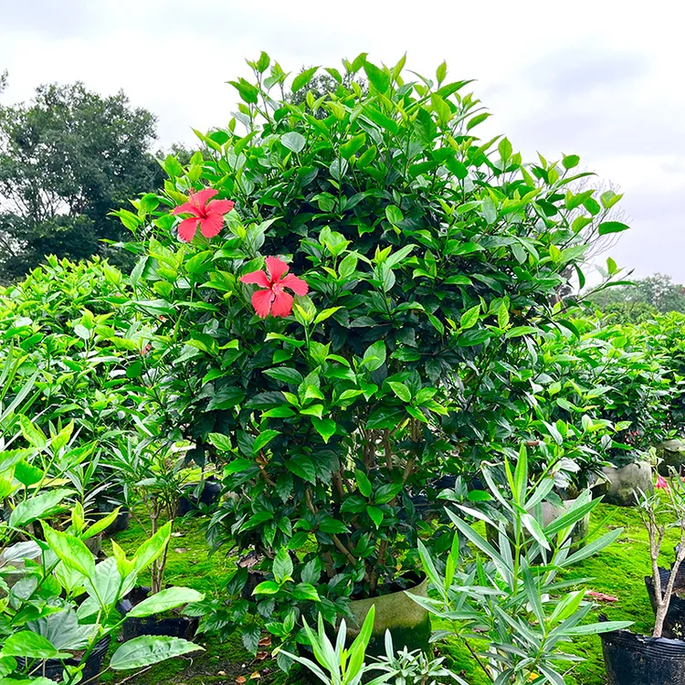 四季开花大红花朱槿扶桑花庭院园林绿植绿化树苗花卉阳台花坛盆栽