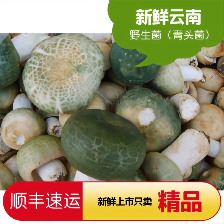 云南野生新鲜青头菌2025上市骨朵尝鲜价500克顺丰包邮