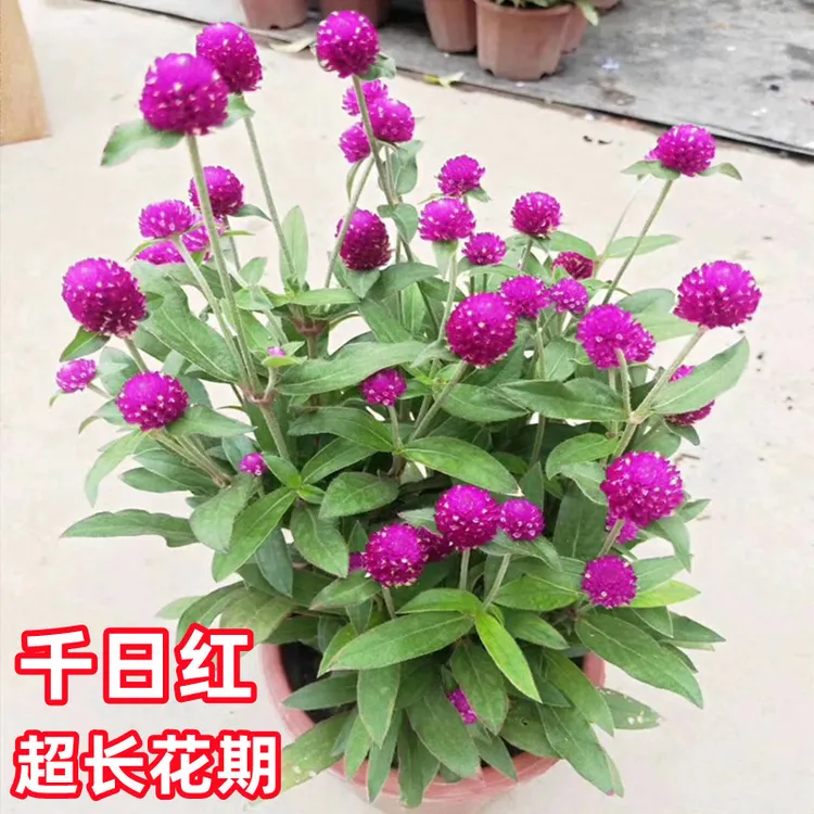 千日红花苗带花苞盆栽阳台庭院四季开花植物好养耐晒耐热耐寒花卉