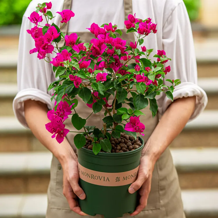 漳红樱三角梅盆栽带花盆栽带花绿樱三角梅大苗四季开花名贵三角梅