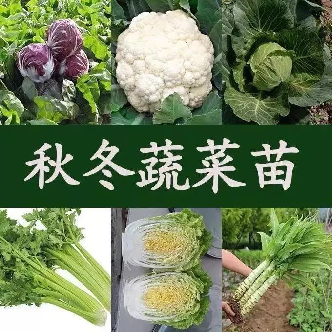 【拍一赠一】西兰花苗蔬菜苗绿甘蓝苗松花菜苗庭院种植秋冬耐寒秧苗