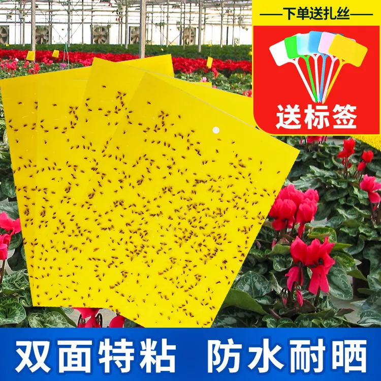 粘虫板黄板双面诱虫贴船长花园大棚厨房家用小飞虫果蝇灭杀诱捕器