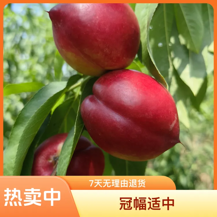 黑涞黑涞平果桃红皮白肉早熟桃嫁接苗脆甜南北种植好吃好看