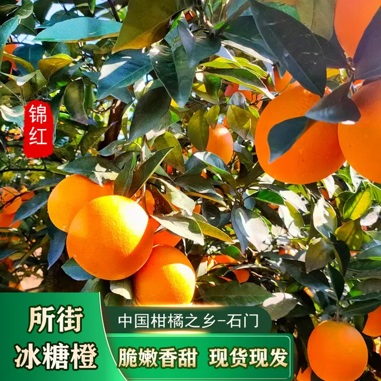 湖南石门柑橘之乡所街冰糖橙香甜可口脆嫩化渣