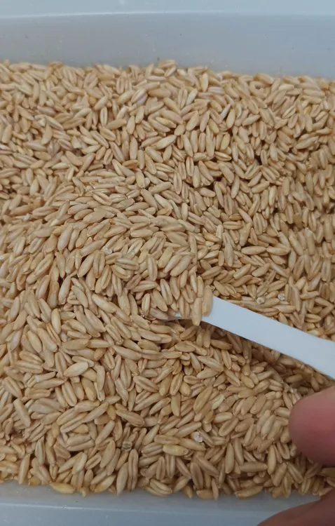 鸟用燕麦，雀麦，野麦