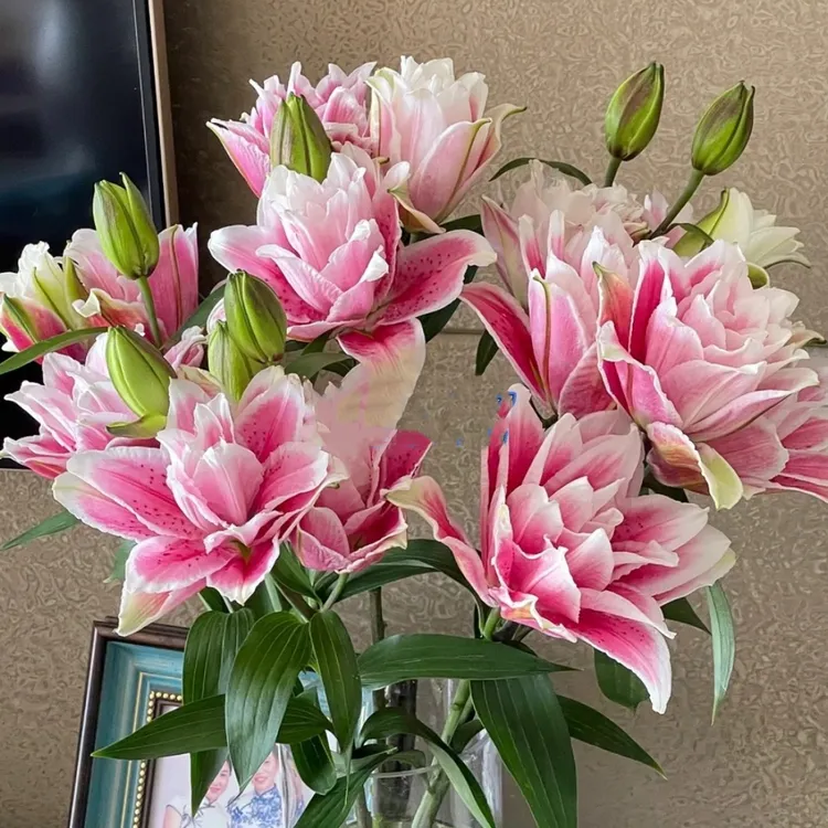 【花之物语】火星之恋多头百合  包邮