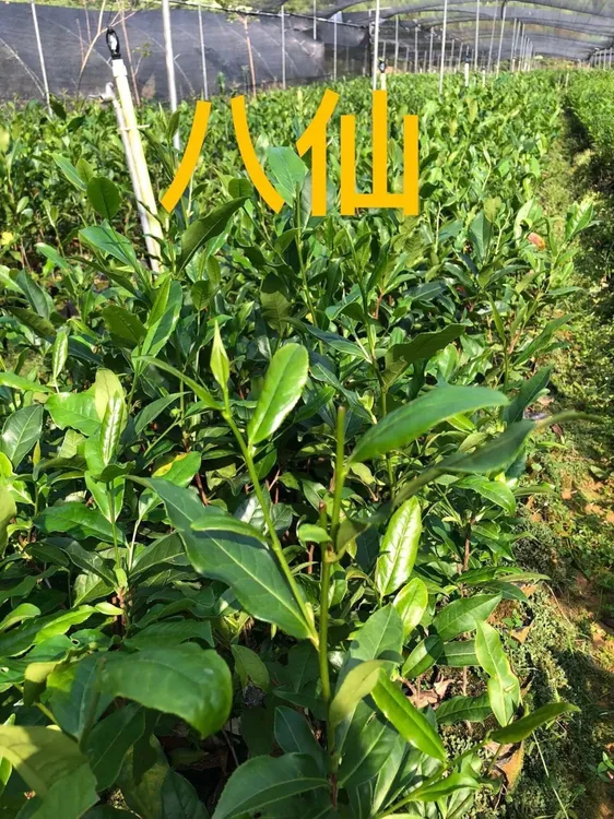 正宗凤凰单枞茶苗 八仙苗 八仙营养杯 高山 庭院种植