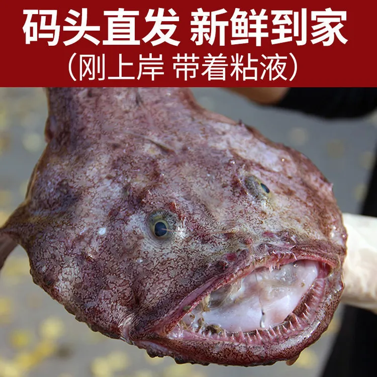 日照本地安康鱼新鲜生鲜冷冻海捕肉质