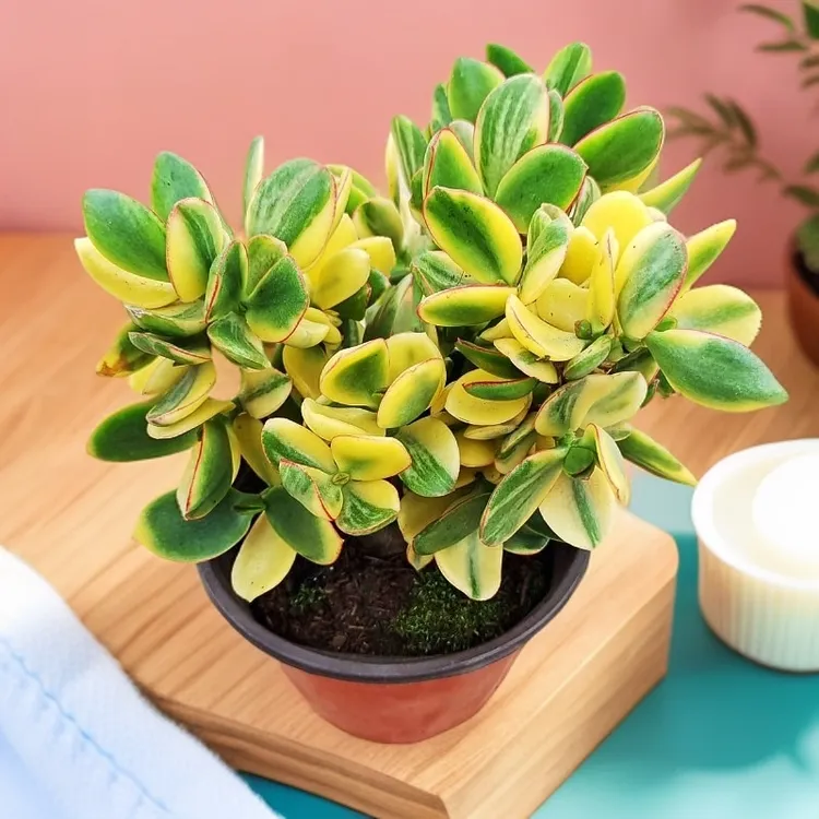 新花月锦玉树植物带锦盆栽防辐射阳台好养活多肉盆栽多肉大株肉肉