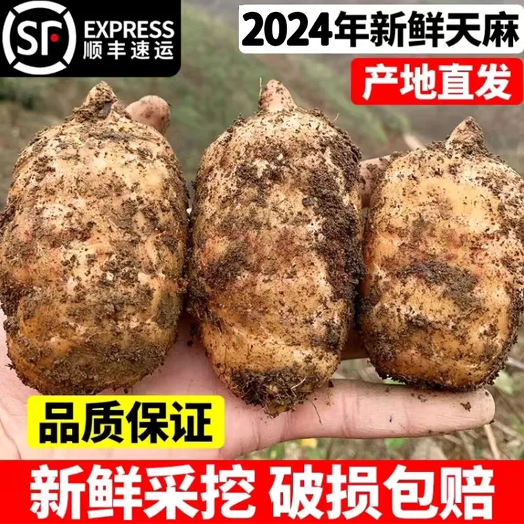昭通天麻煲汤新鲜天麻三年老天麻昭通特产小草坝天麻正宗野天麻