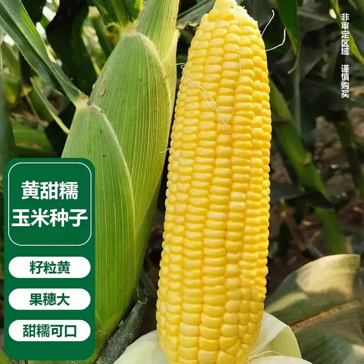 黄甜糯玉米种子（厂家直销），可大面积种，阳台盆栽四季蔬菜玉米种子