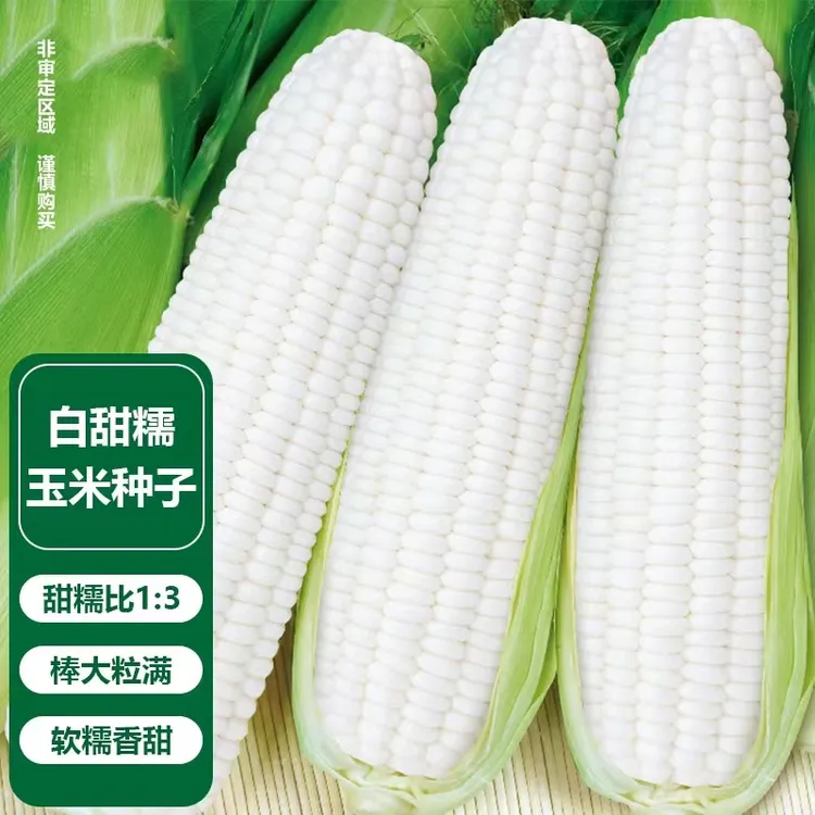 白甜糯玉米种子（厂家直销），可大面积种，阳台盆栽四季蔬菜玉米种子