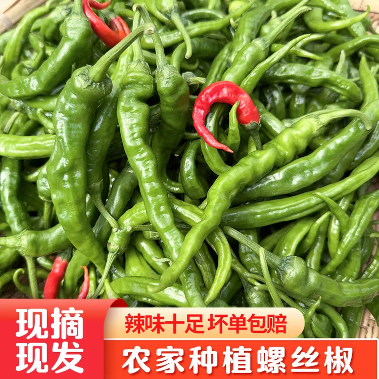 农家自种土辣椒新鲜采摘特辣辣椒现摘现发薄皮椒辣味十足1斤包邮