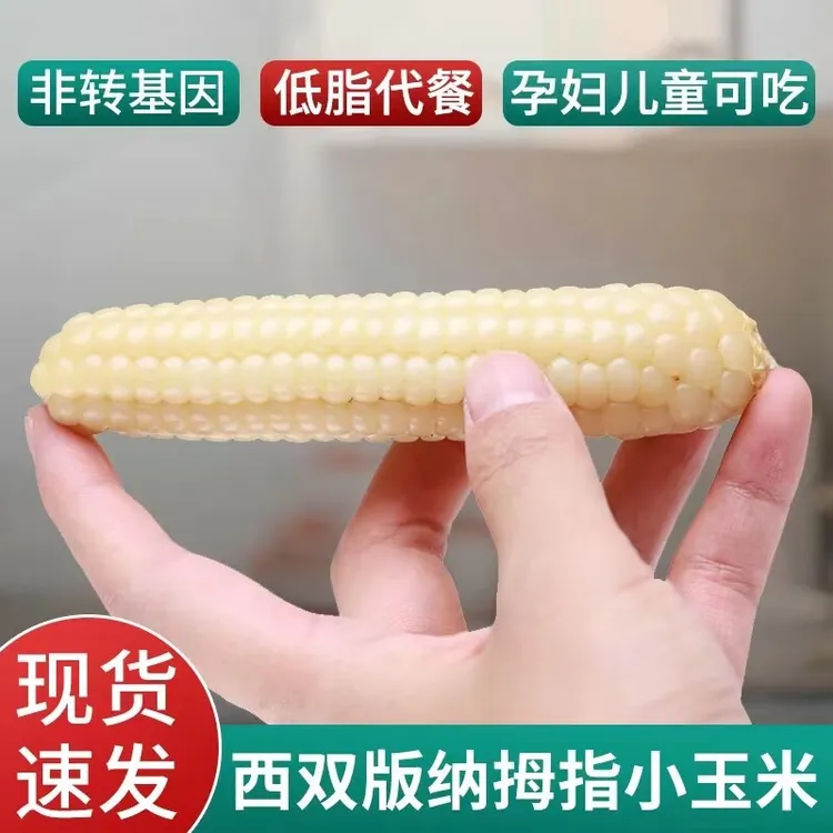 西双版纳手拇指小玉米新鲜白糯玉米傣家老品种儿童早餐1斤4斤四季