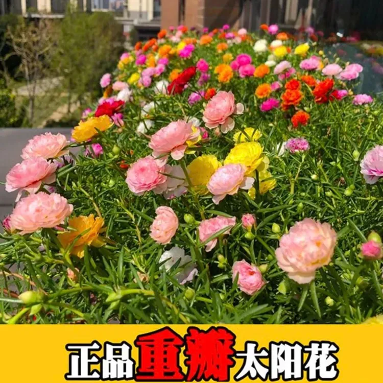 【个位数10000粒】重瓣太阳花混色花卉种子易活易种阳台庭院