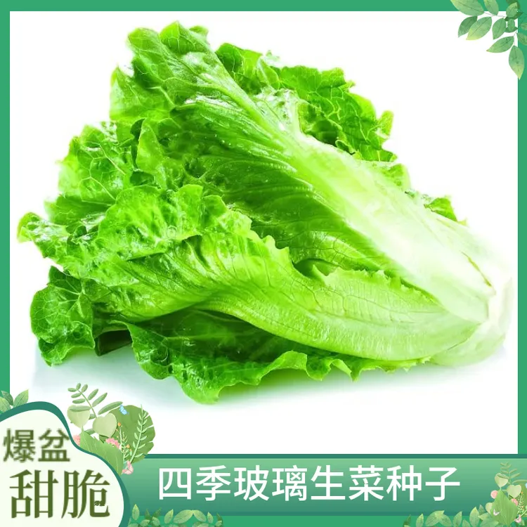 四季玻璃生菜种子生吃结球生菜大速种籽阳台四季盆栽春季蔬菜种孑