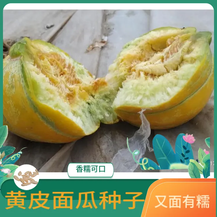 黄皮面瓜原厂彩袋子甜瓜香瓜面甜瓜红壤酥面爆汁易种植地栽结满地