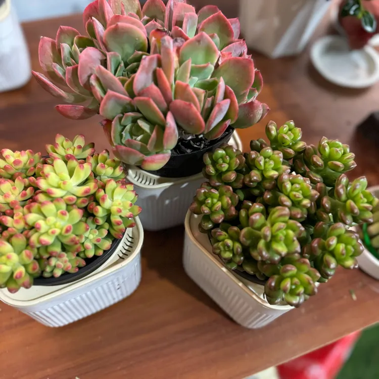 西藏包邮春萌多肉植物盆栽绿植花卉丸叶松绿+春萌+仙女绮罗