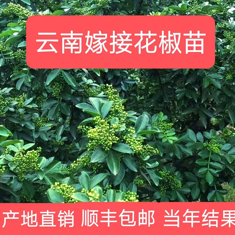 云南永善永青一号嫁接苗当年结果10棵包邮