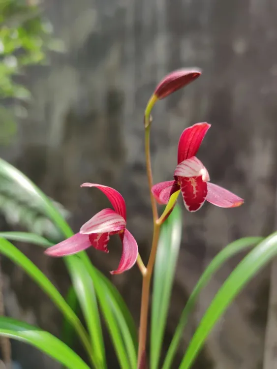 兰花绿植盆栽高雅大气四季建兰(暮山紫)勤花勤芽老种浓香好养