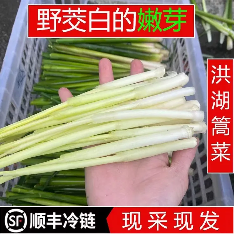 顺丰包邮野生嫩茭白苗嫩芽新鲜湖北特产高菜时令蔬菜野篙菜菜心芽