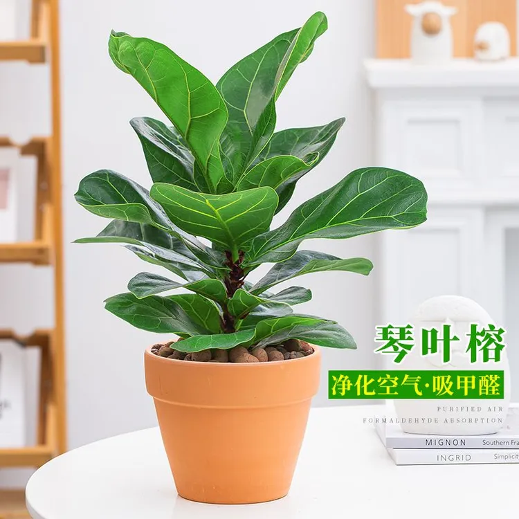 琴叶榕盆栽室内阳台桌面花卉北欧风绿植净化空气懒人好养植物