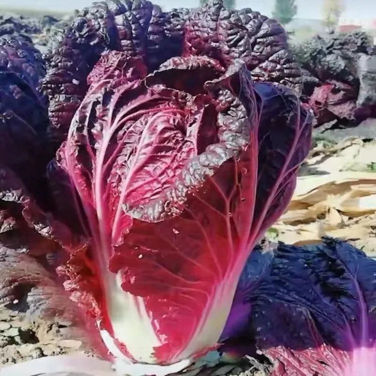 营养紫白菜种子里外紫色大白菜四季播种庭院田地蔬菜籽