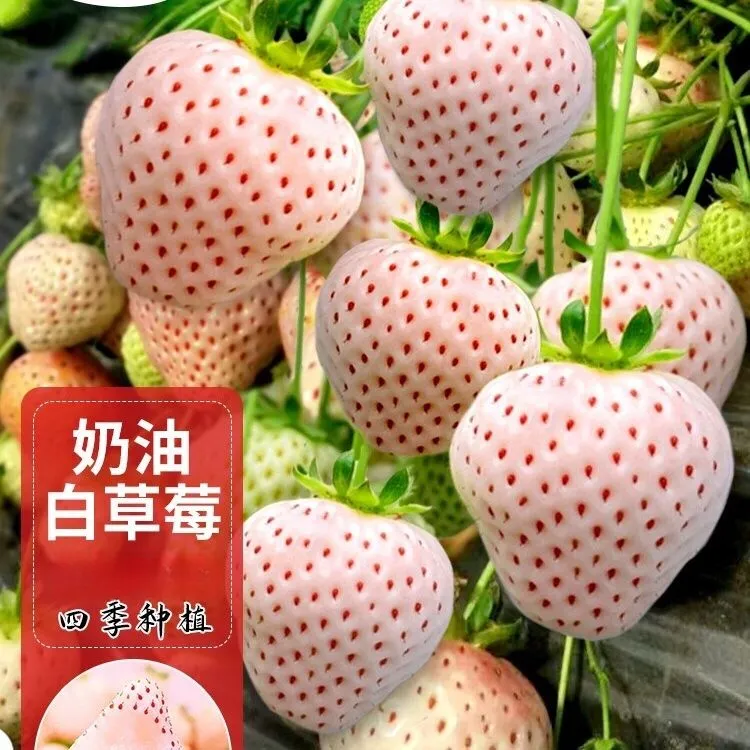 甜奶油草莓种子四季开花结果草莓种子庭院阳台盆栽水果种子