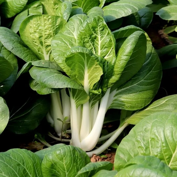 白菜种子玉美人白菜奶油快菜矮脚奶白菜高梗白小白菜四季