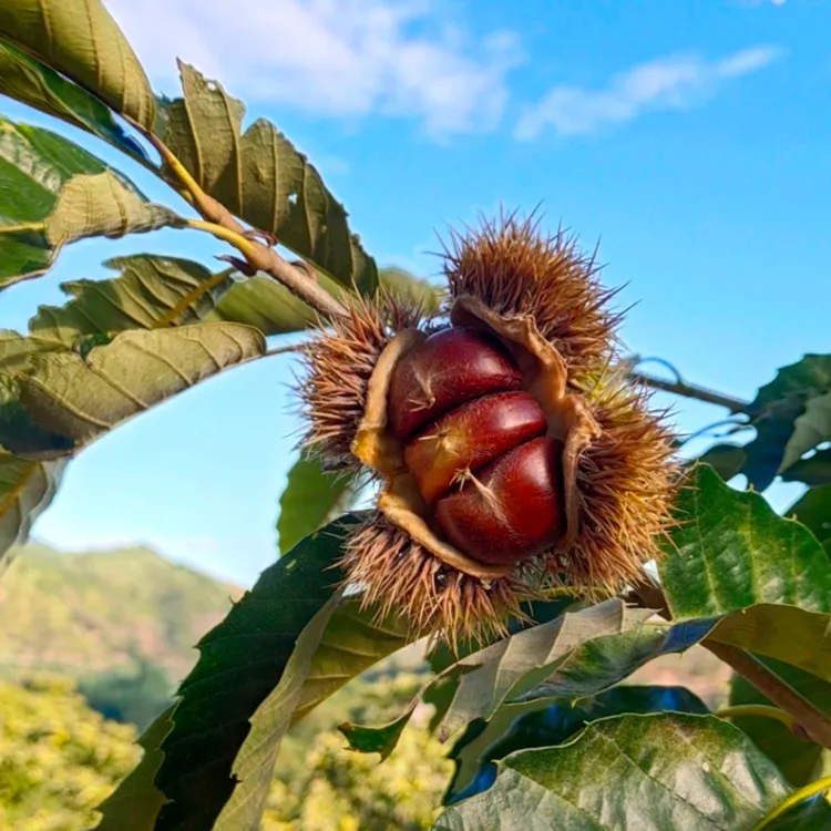 【推荐】2025年新鲜板栗， 迁西山地 老树板栗   精选大栗  香甜粉糯