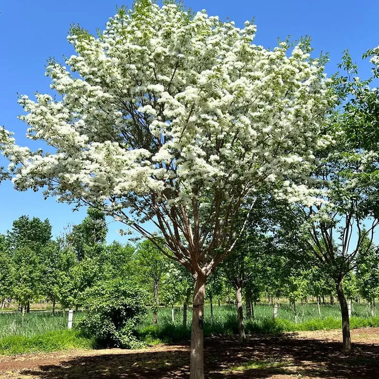 流苏树苗庭院绿化植物耐寒四月雪流苏树风景树油根子流苏花树苗