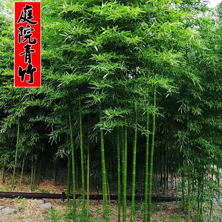 竹子苗庭院盆栽地栽南北方植物耐寒黄金竹紫竹金镶玉竹四季青竹苗
