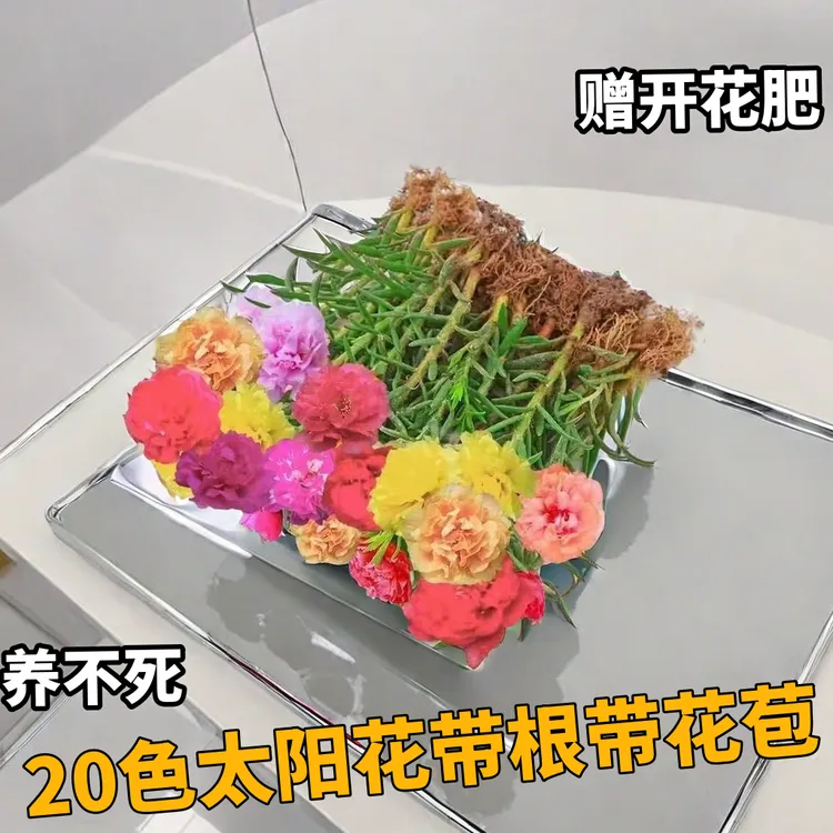 重瓣太阳花苗带根盆栽苗混色喜阳植物带花苞室内阳台庭院四季开花