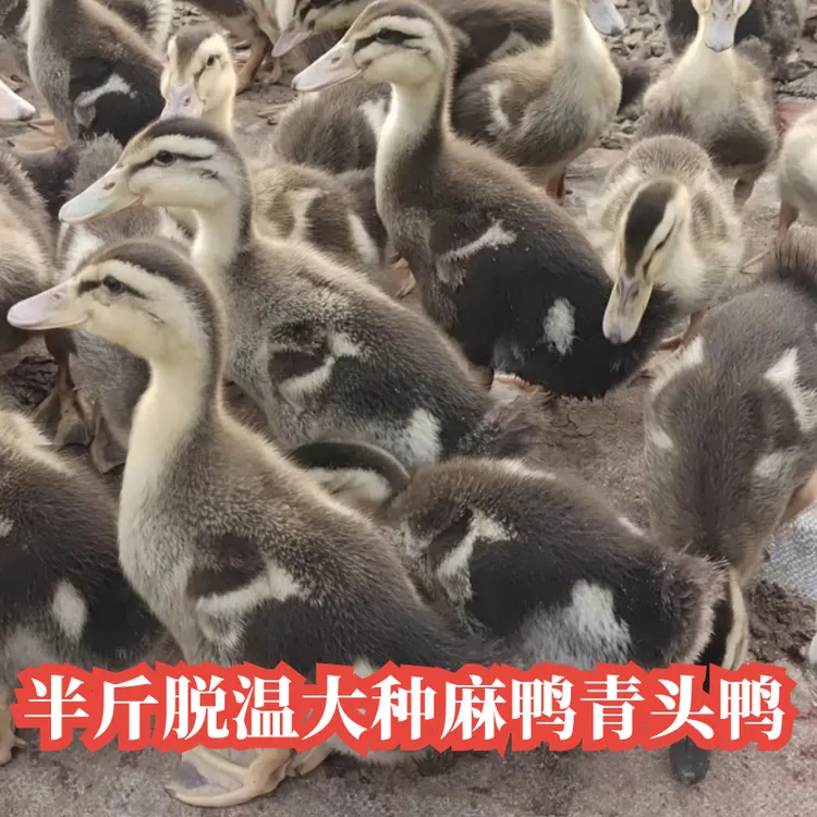 半斤鸭子8只包邮正宗青头鸭脱温麻鸭土鸭家养鸭子快递运输整鸭