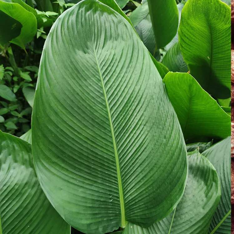 广西粽子叶批发大粽叶包粽子叶特大号新鲜粽叶冬叶肇庆裹蒸粽柊叶