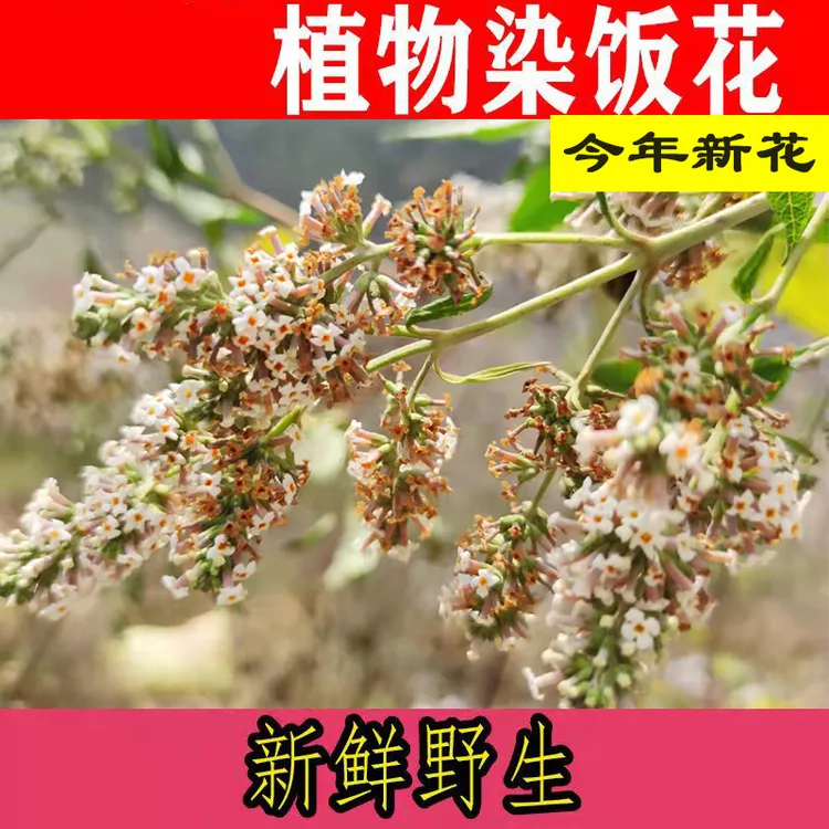 广西密蒙花干花500g包邮野生黄饭花黄花茶树染料五色糯米植物