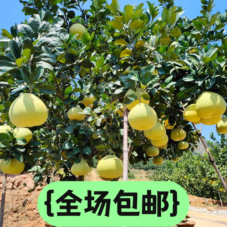 福建仙游度尾老树正宗度尾文旦柚精品果老树中果大果10/50斤包邮